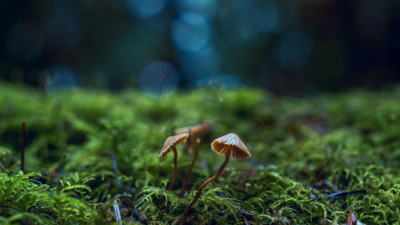 Functional Mushroom Testing: Beta-Glucans, Fruiting Body vs. Mycelium, and Contaminants