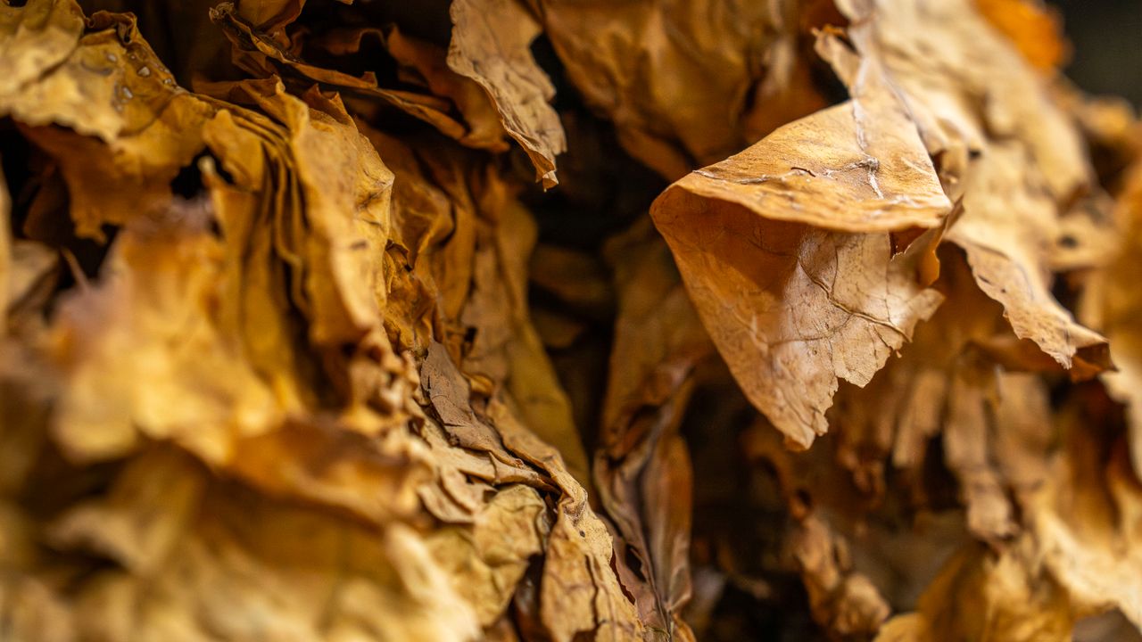 Tobacco-Specific Nitrosamines (TSNAs): Testing and Limits